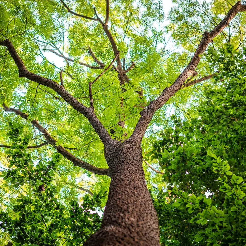 Looking up at a large tree trunk with rough, dark bark and lush, bright green leaves, with sunlight shining through the canopy in a forest.